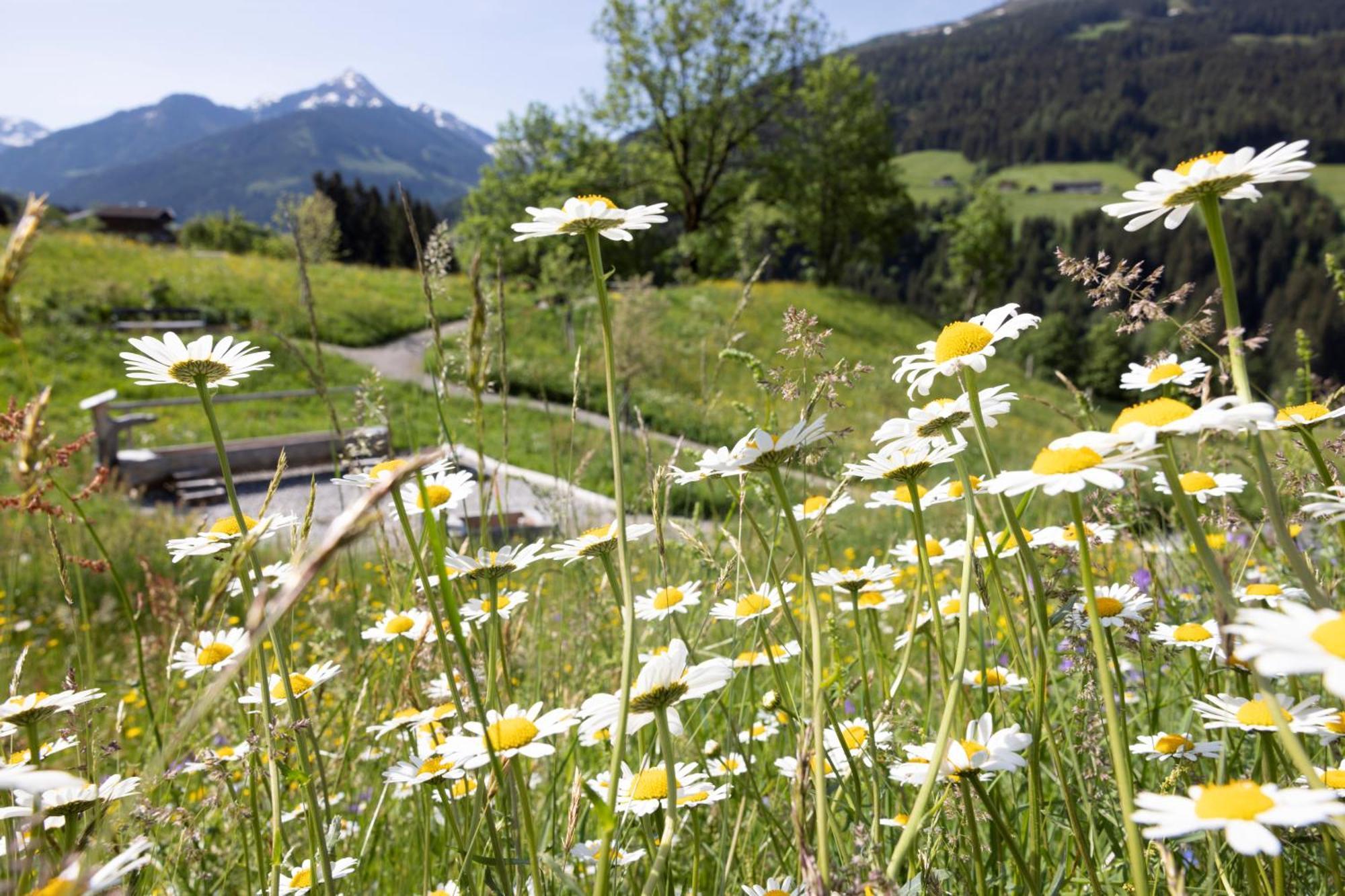 Alpbacherhof Mountain & Spa Resort Εξωτερικό φωτογραφία
